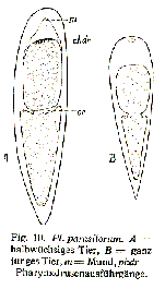 Plagiostomum parasitorum