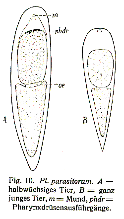 Plagiostomum parasitorum