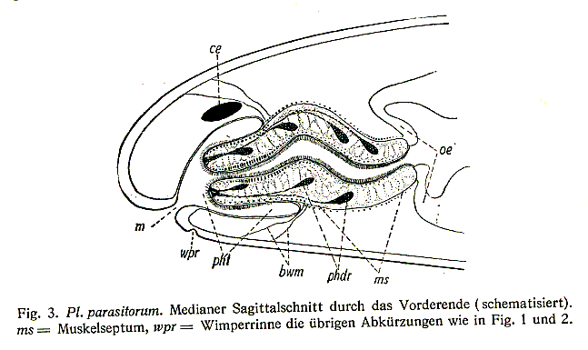 Plagiostomum parasitorum