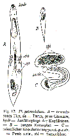 Plagiostomum petrophilum