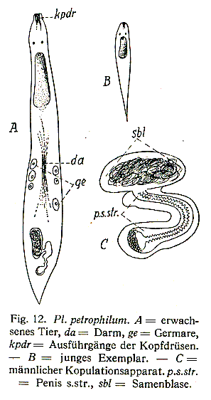 Plagiostomum petrophilum