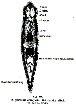 Plagiostomum ponticum