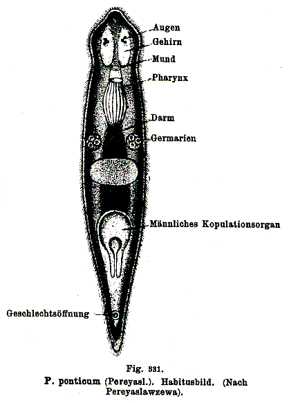 Plagiostomum ponticum