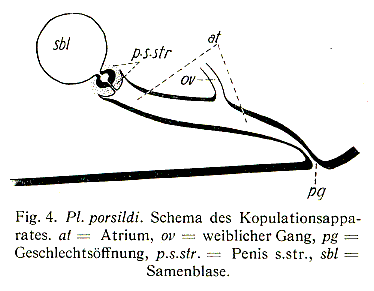 Plagiostomum porsildi