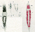 Platyhelminthes (flatworms)