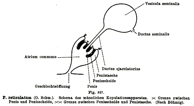 Plagiostomum reticulatum