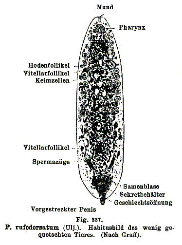 Plagiostomum rufodorsatum