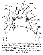 Plagiostomum sorrentinum