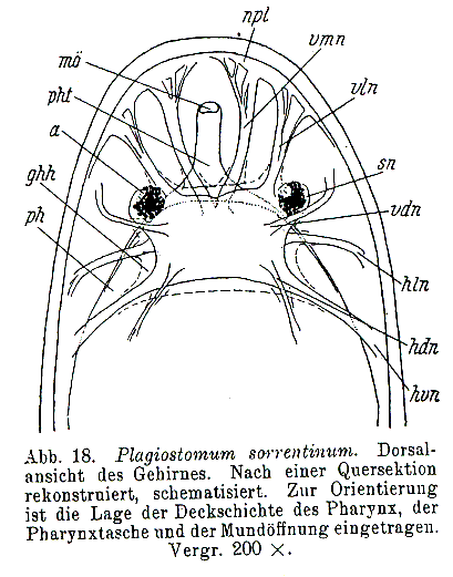 Plagiostomum sorrentinum