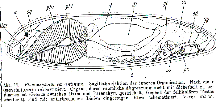 Plagiostomum sorrentinum