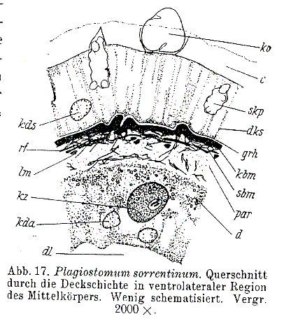 Plagiostomum sorrentinum