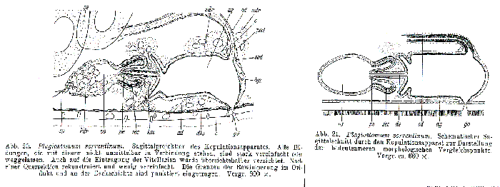 Plagiostomum sorrentinum