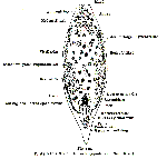 Plagiostomum stellatum