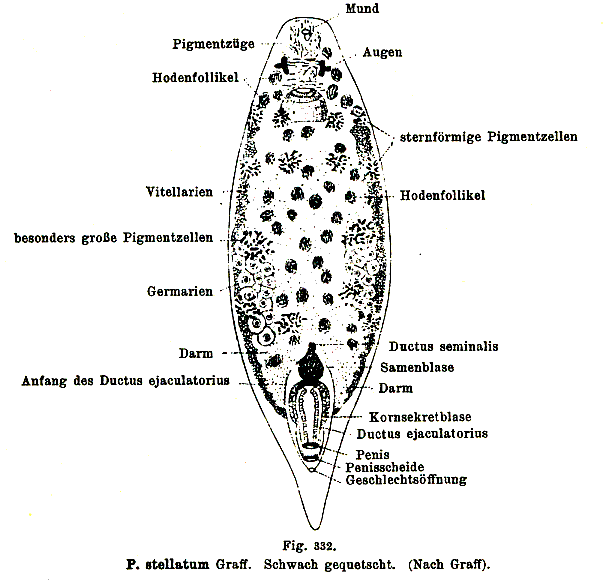 Plagiostomum stellatum