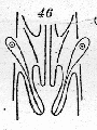 Platyhelminthes (flatworms)