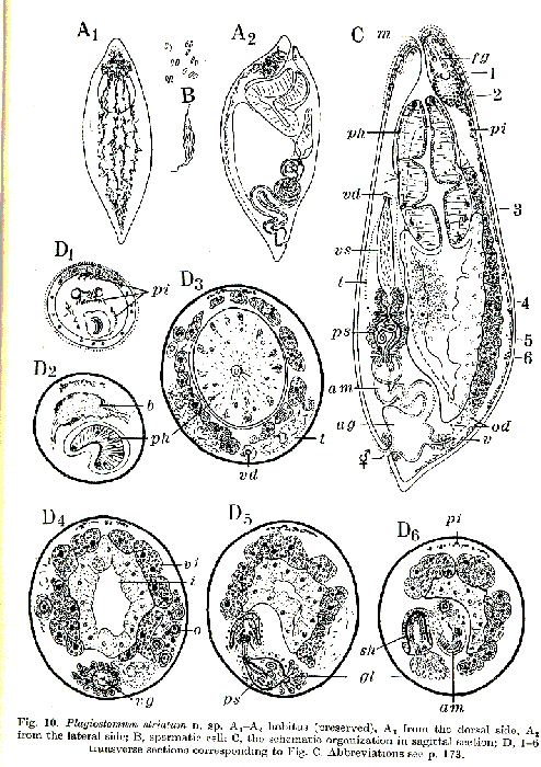 Plagiostomum striatum