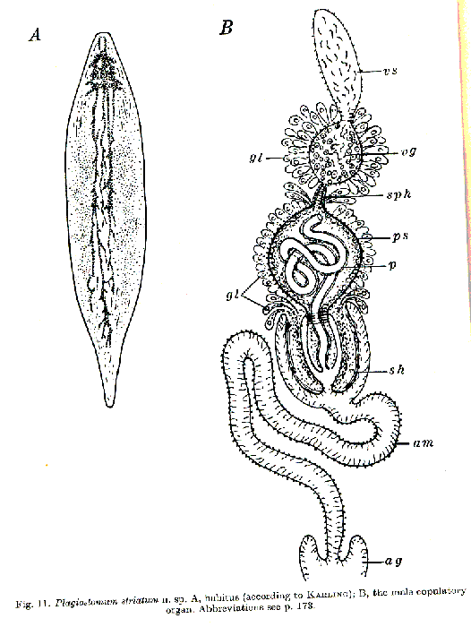 Plagiostomum striatum