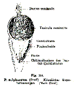 Plagiostomum sulphureum