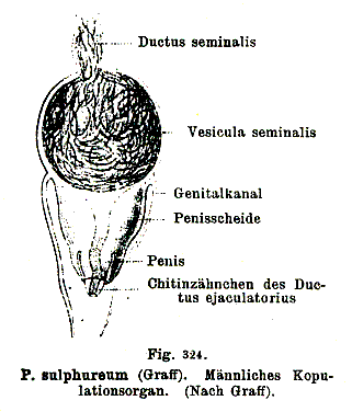 Plagiostomum sulphureum