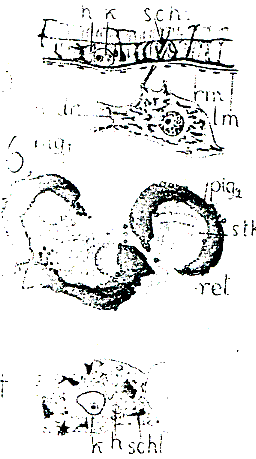 Plagiostomum torquatum