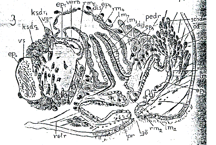 Plagiostomum torquatum