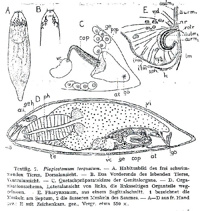 Plagiostomum torquatum