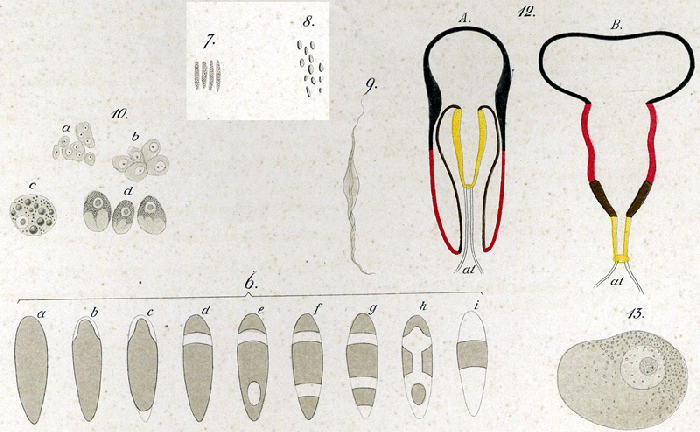 Plagiostomum vittatum