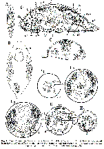 Plagiostomum vittatum