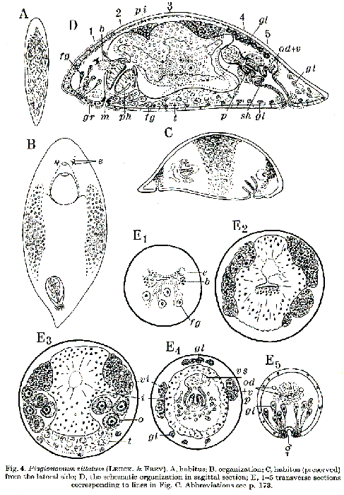 Plagiostomum vittatum