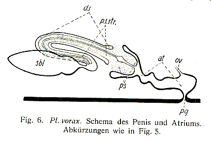 Plagiostomum vorax