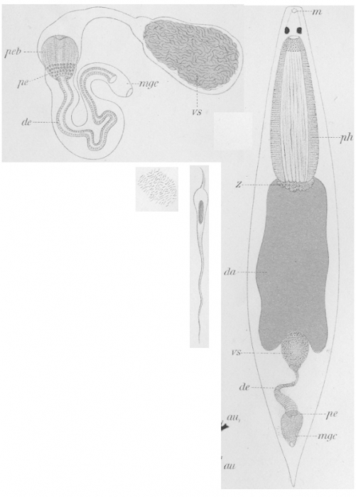 Plagiostomum whitmani