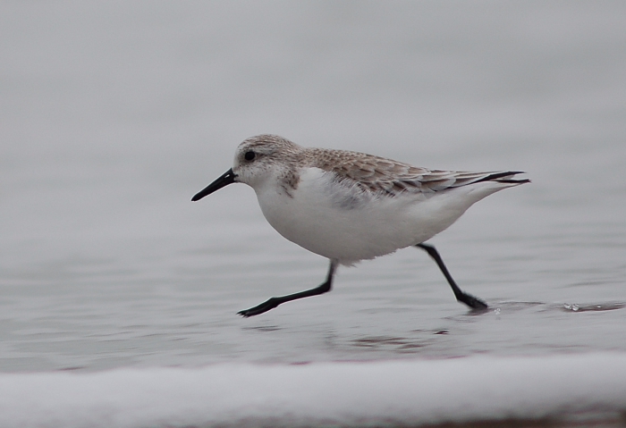 Sanderling Sanderling