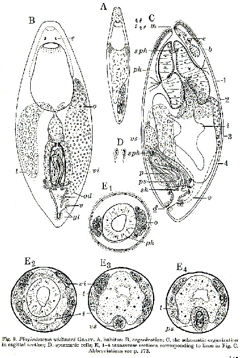 Plagiostomum whitmani