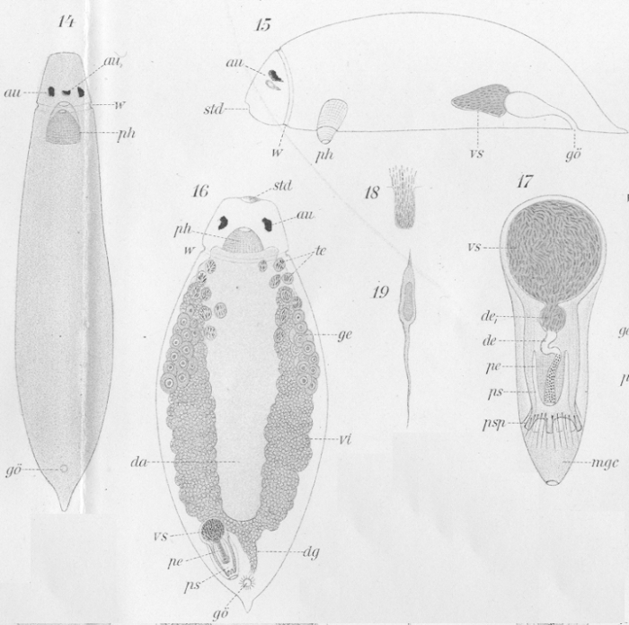 Plagiostomum wilsoni