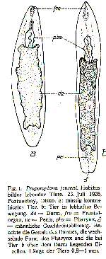 Proporoplana jenseni