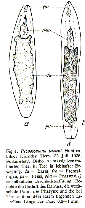 Proporoplana jenseni