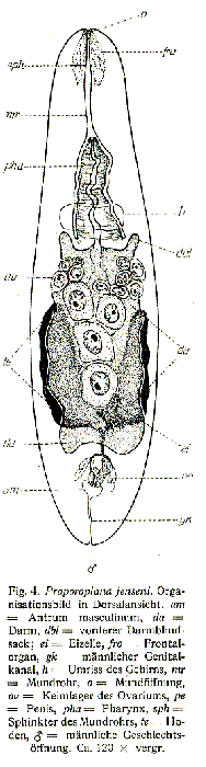 Proporoplana jenseni