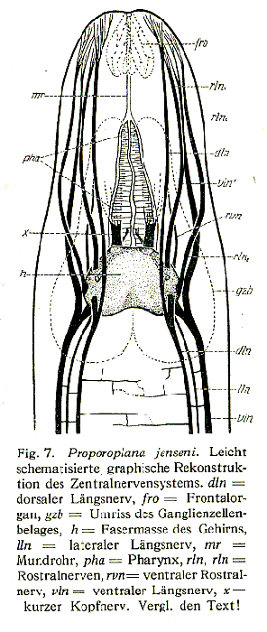 Proporoplana jenseni