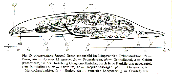 Proporoplana jenseni