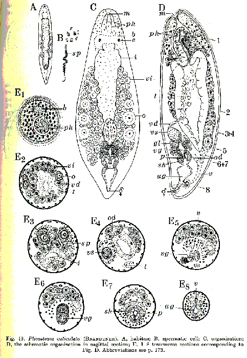 Plicastoma cuticulata