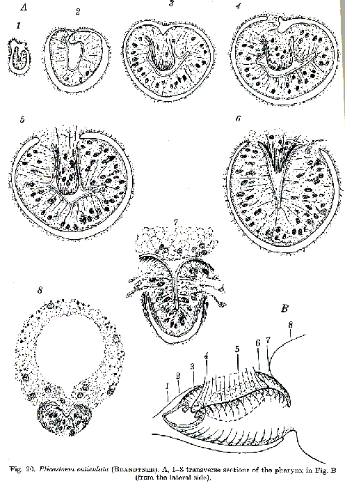 Plicastoma cuticulata