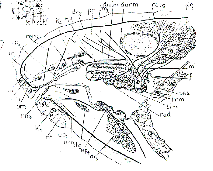 Plicastoma norvegicum