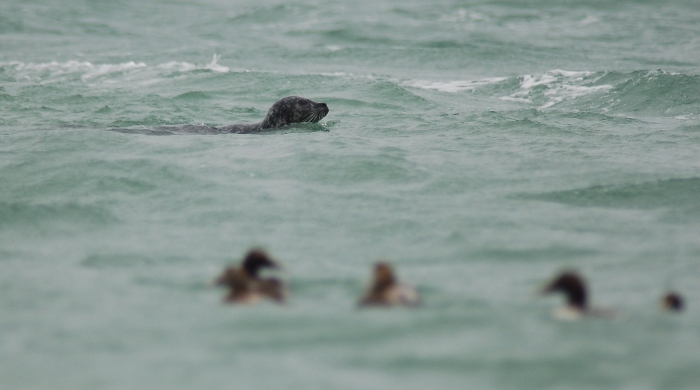 Seal & Eider