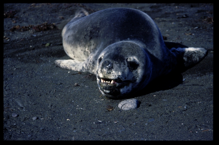 leopard seal leopard seal