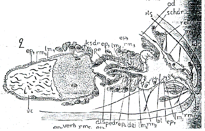 Plicastoma norvegicum