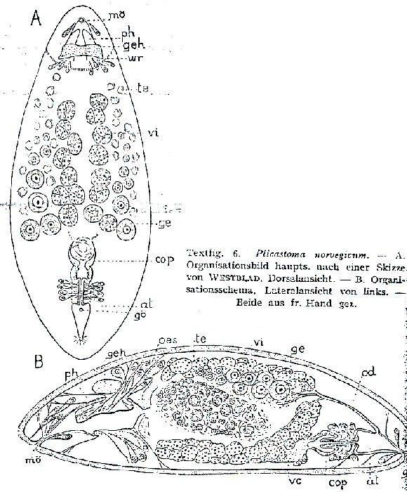 Plicastoma norvegicum