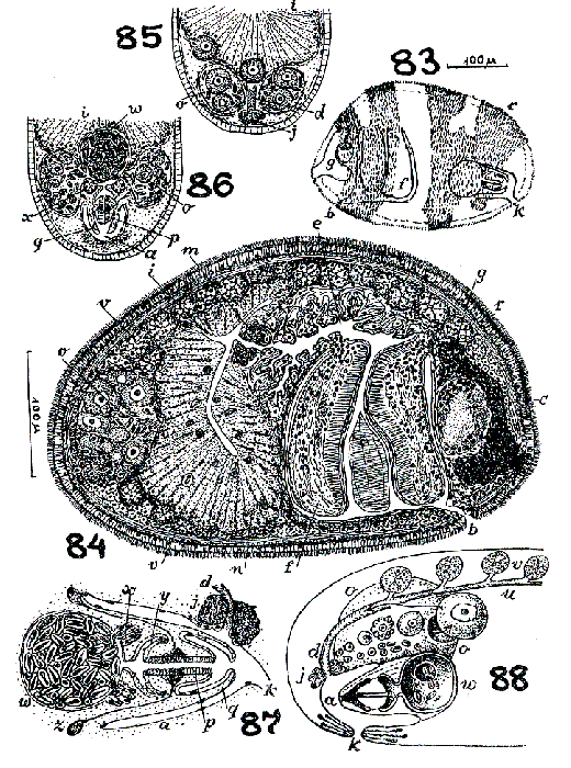 Puzostoma evelinae