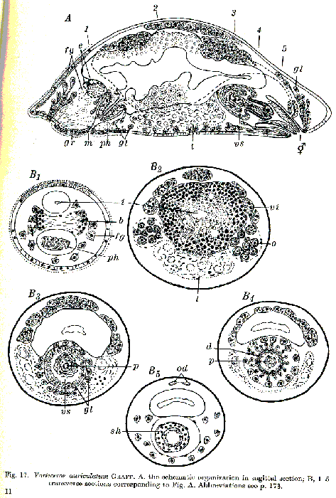 Vorticeros auriculatum