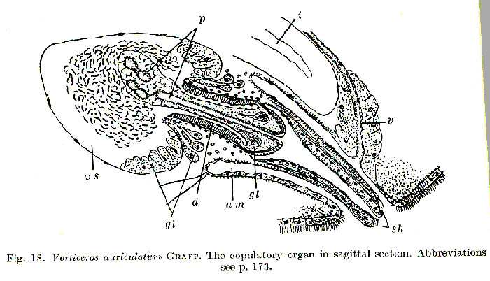 Vorticeros auriculatum