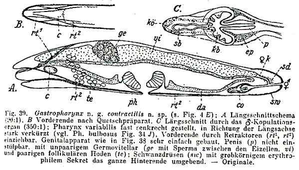 Gastropharynx contractilis